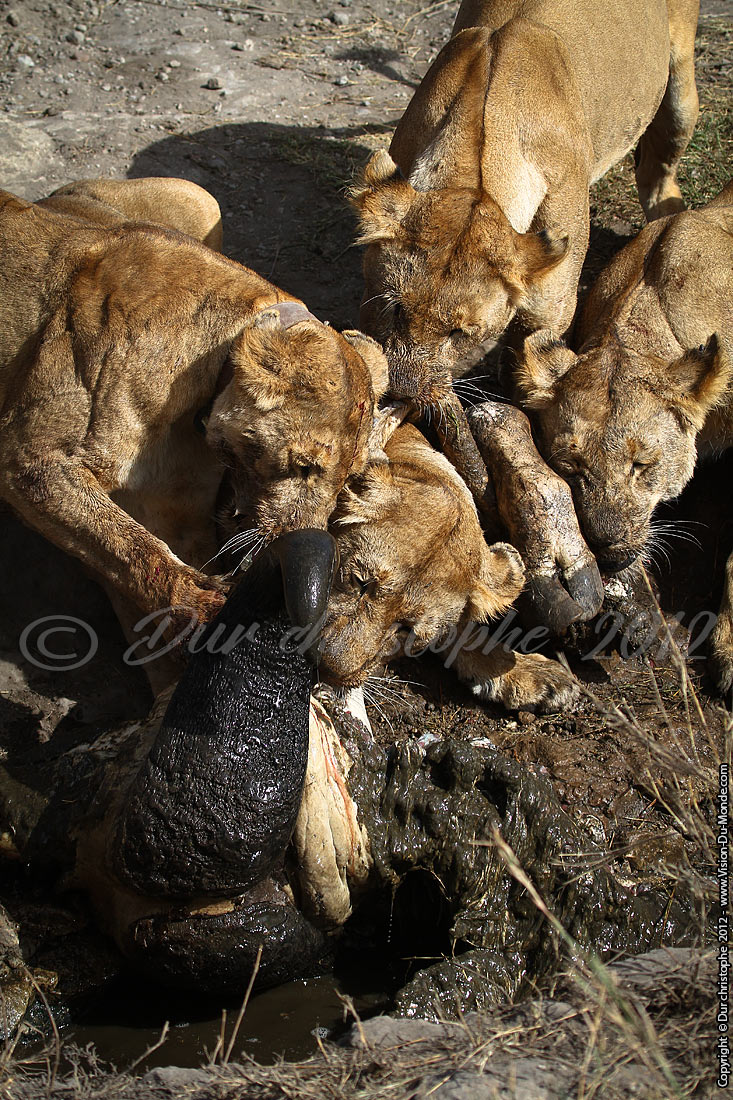 Le repas des fauves - Serengeti national park 2012