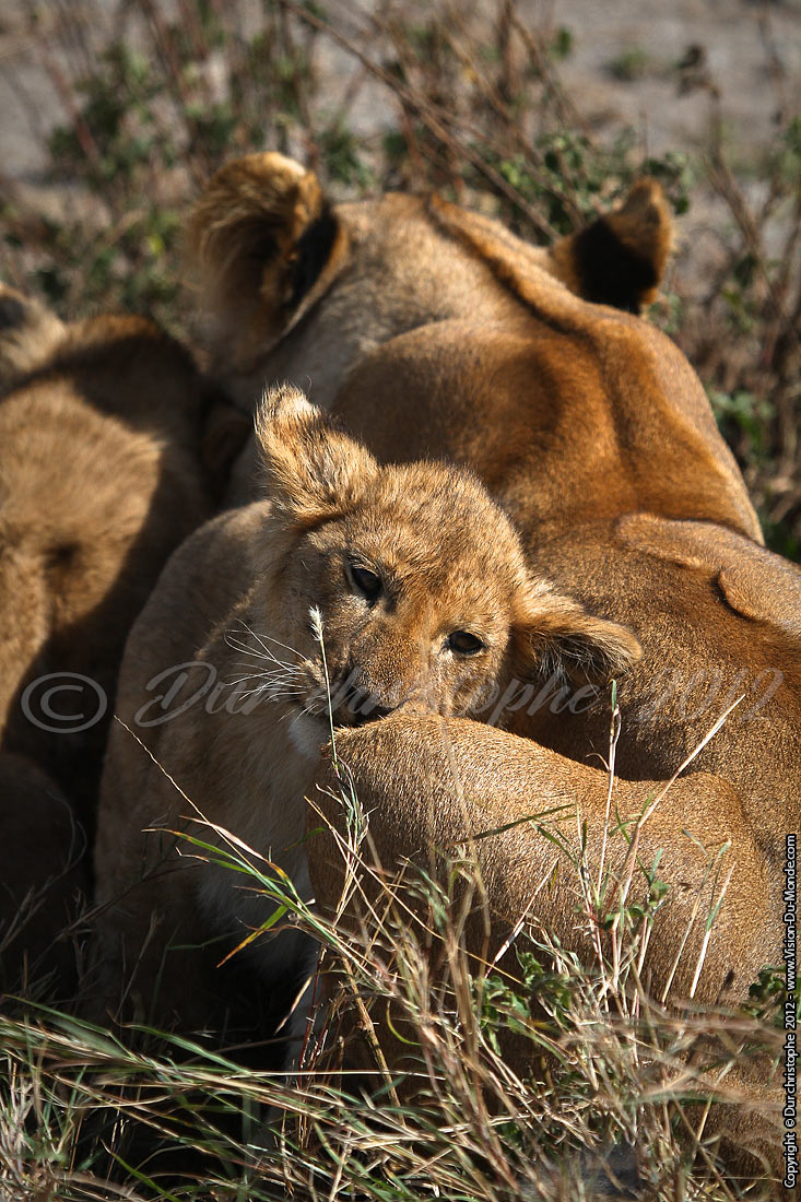 Le calin - Serengeti national park 2012