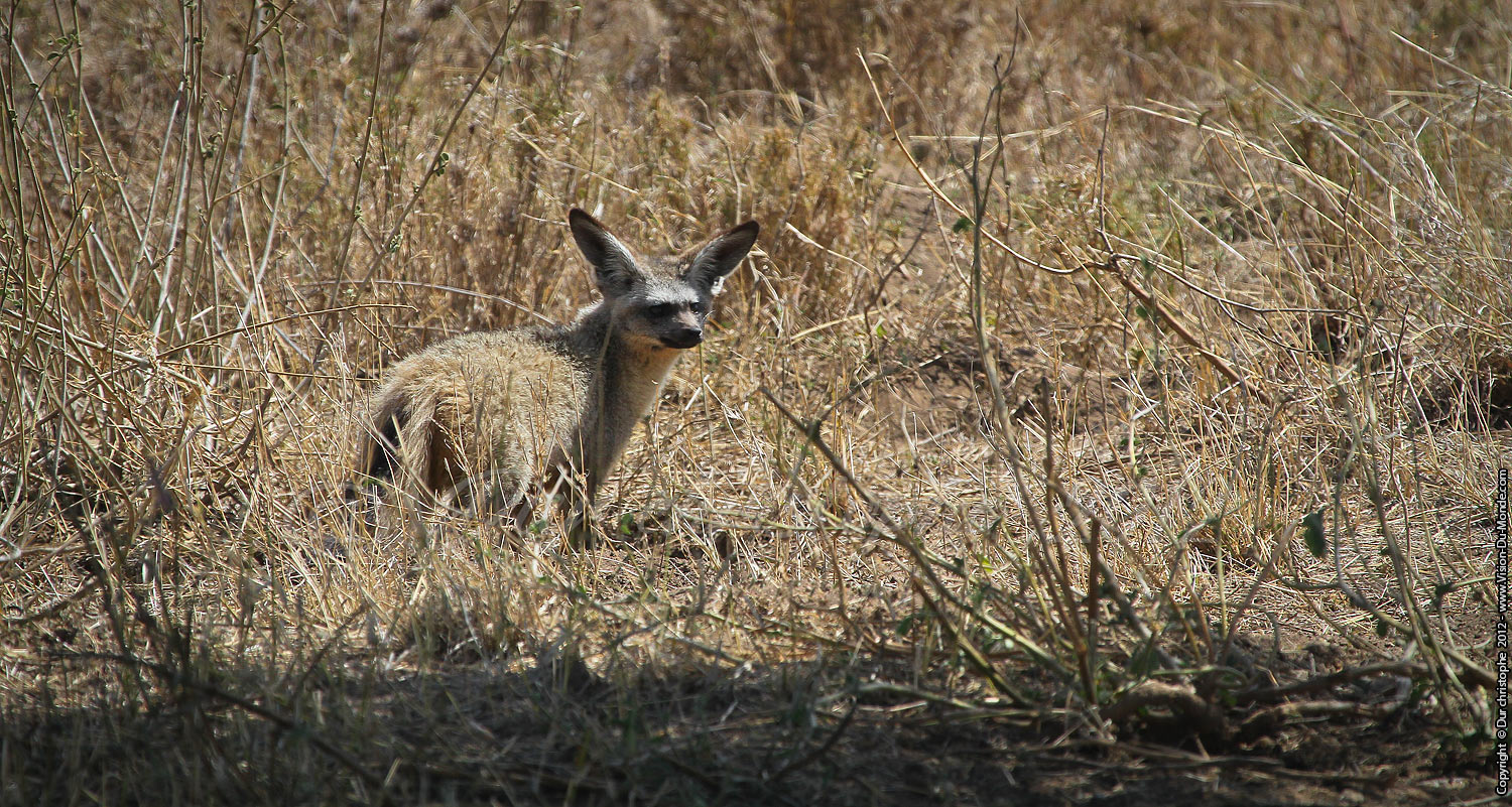 Fenec - Serengeti national park 2012