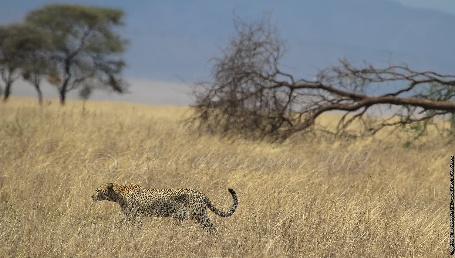Léopard - Serengeti national park 2012
