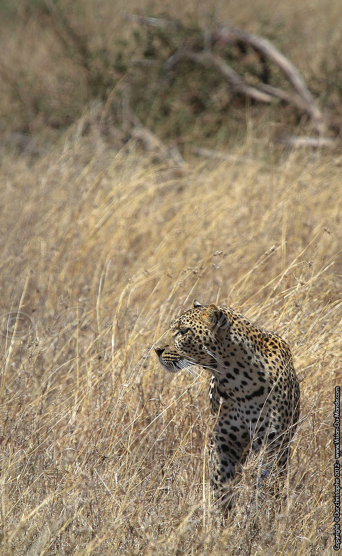 Léopard - Serengeti national park 2012