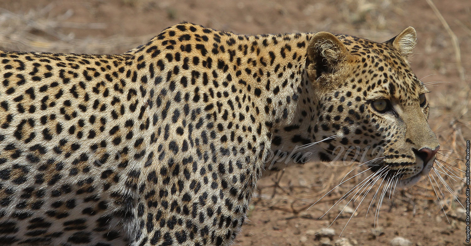 Léopard - Serengeti national park 2012