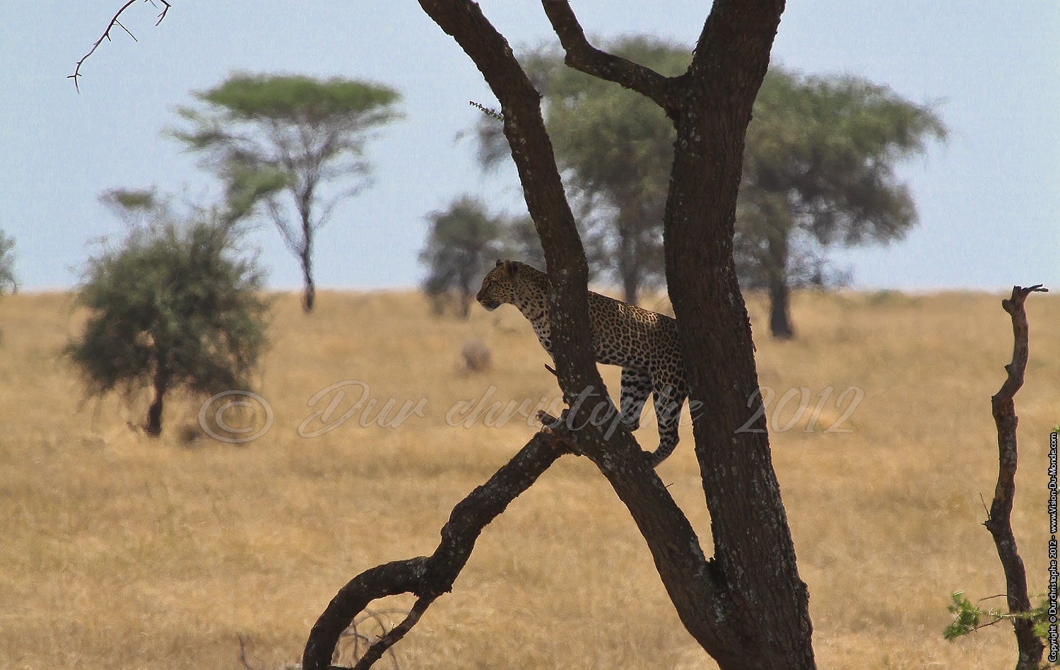 Léopard - Serengeti national park 2012