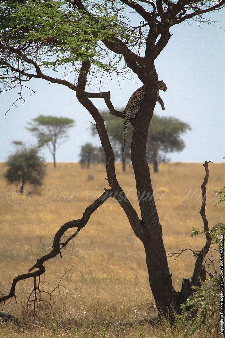 Léopard - Serengeti national park 2012
