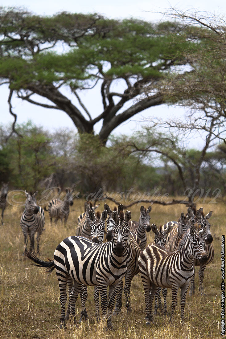 Zèbres à l'affut - Serengeti national park 2012
