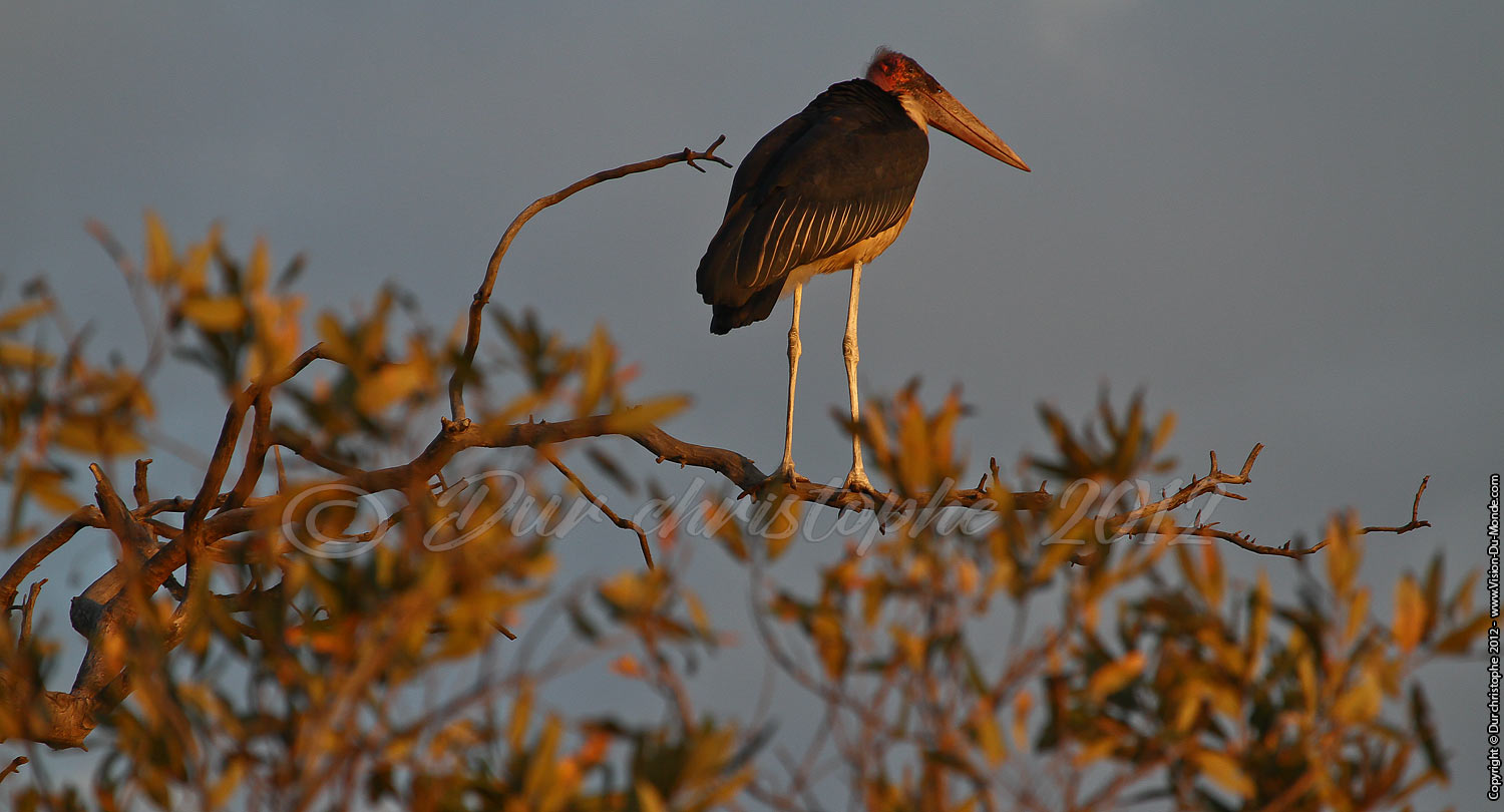 Marabout - Serengeti national park 2012