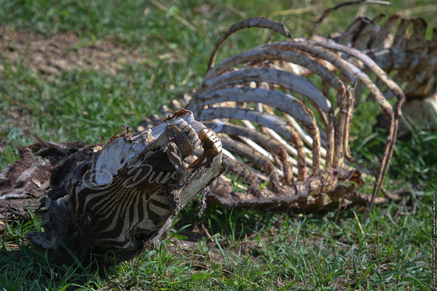 La mort du zèbre - Serengeti national park 2012