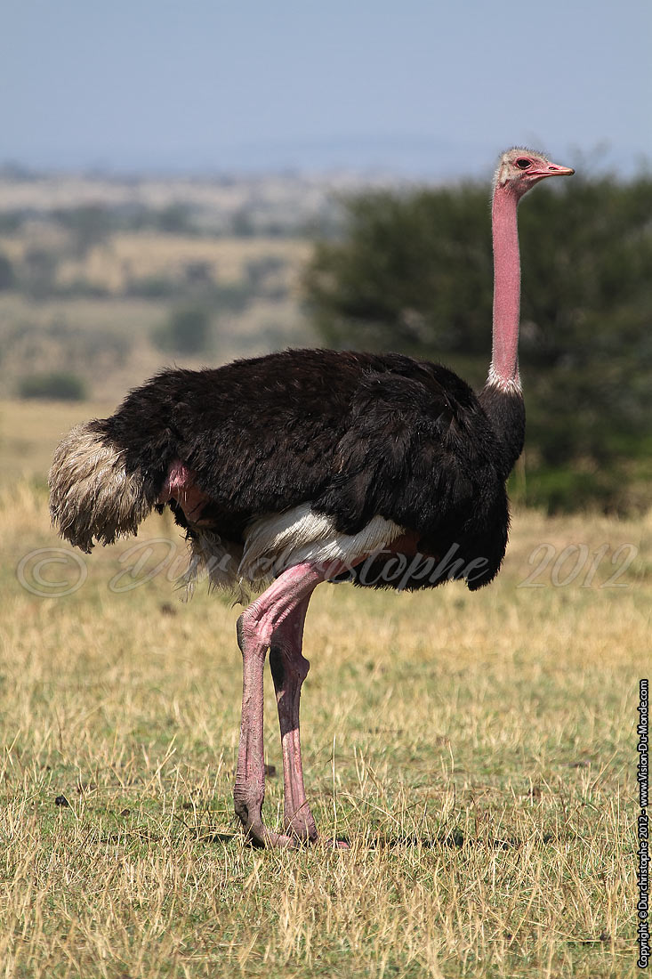 Autruche male - Serengeti national park 2012