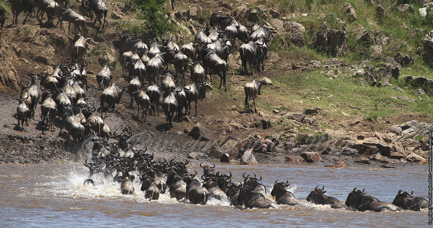 La traversée de la rivière Mara - Serengeti national park 2012
