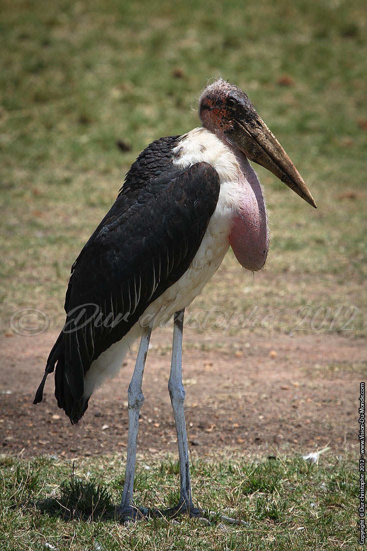 Marabout - Serengeti national park 2012