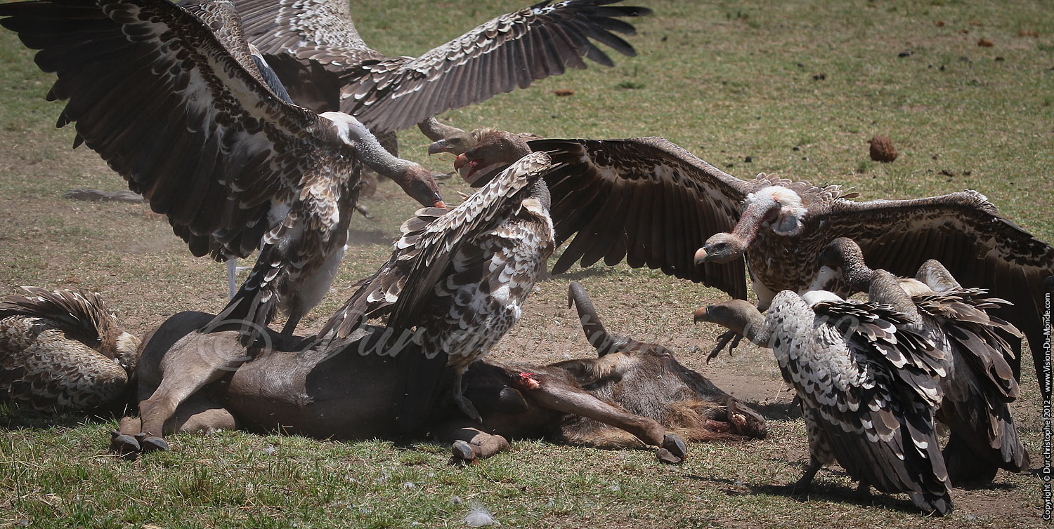 Le repas des vautours - Serengeti national park 2012