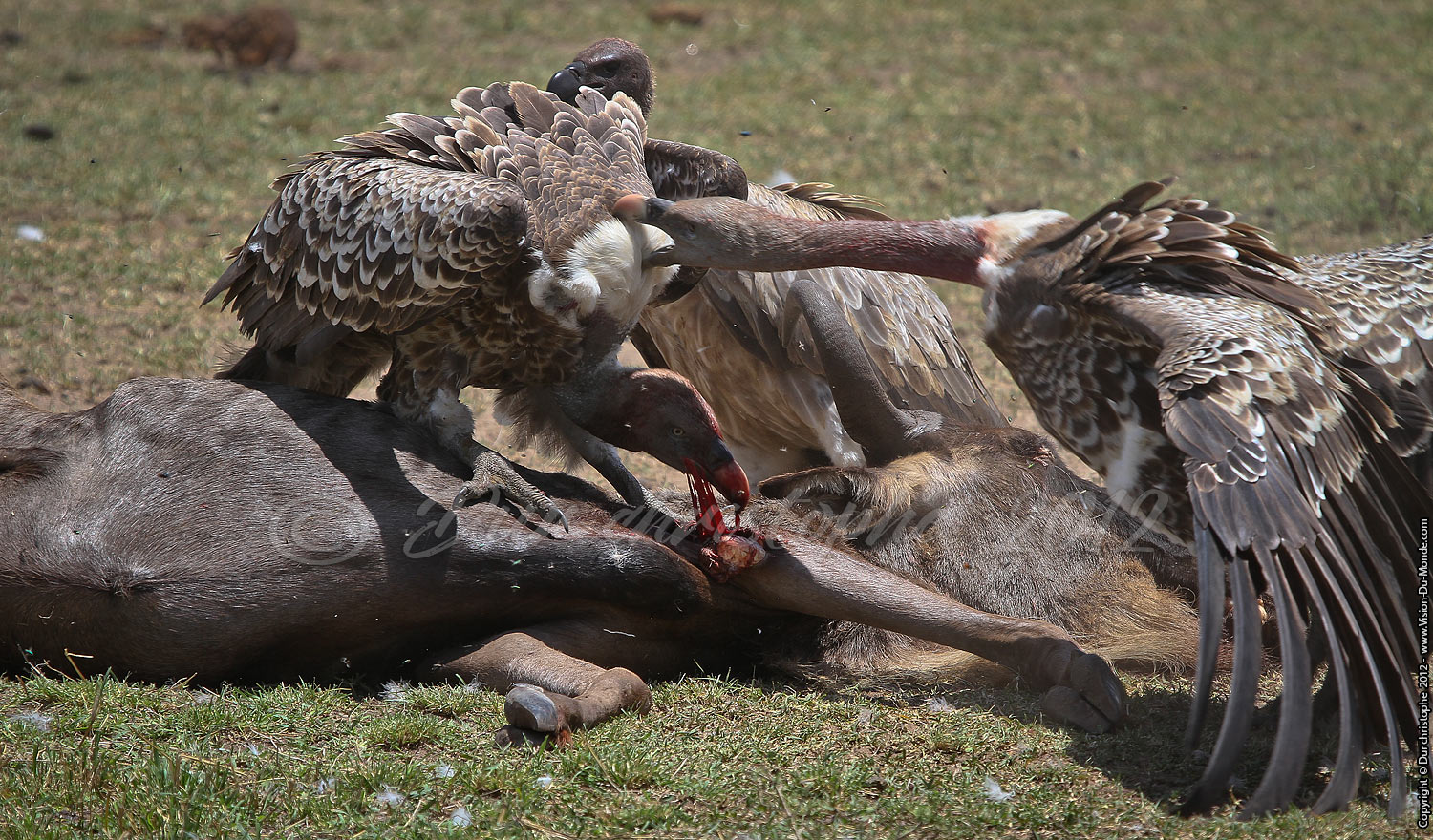 Le repas des vautours - Serengeti national park 2012
