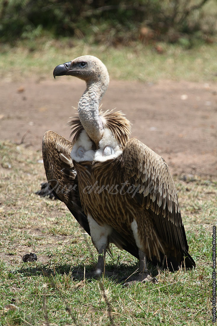 Vautour - Serengeti national park 2012
