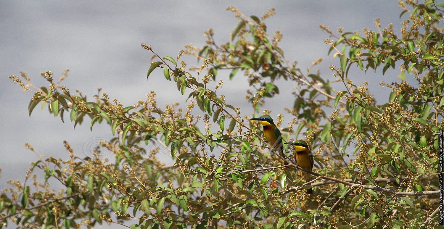 Les guêpiers - Serengeti national park 2012