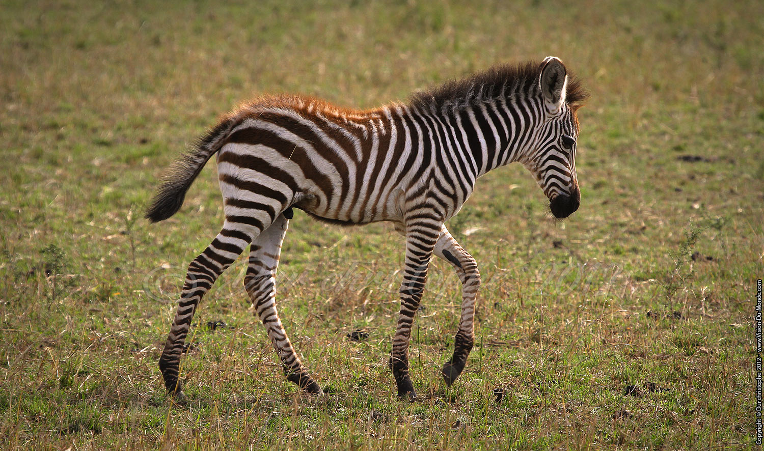 Petit zèbre - Serengeti national park 2012