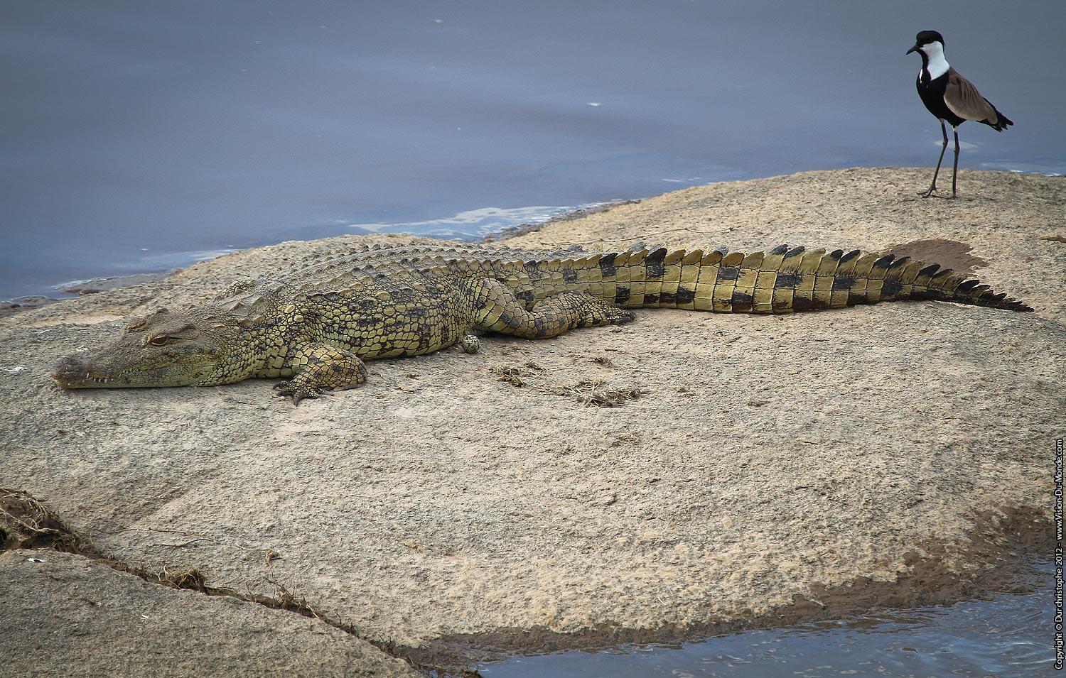 Crocodile du Nil - Serengeti national park 2012