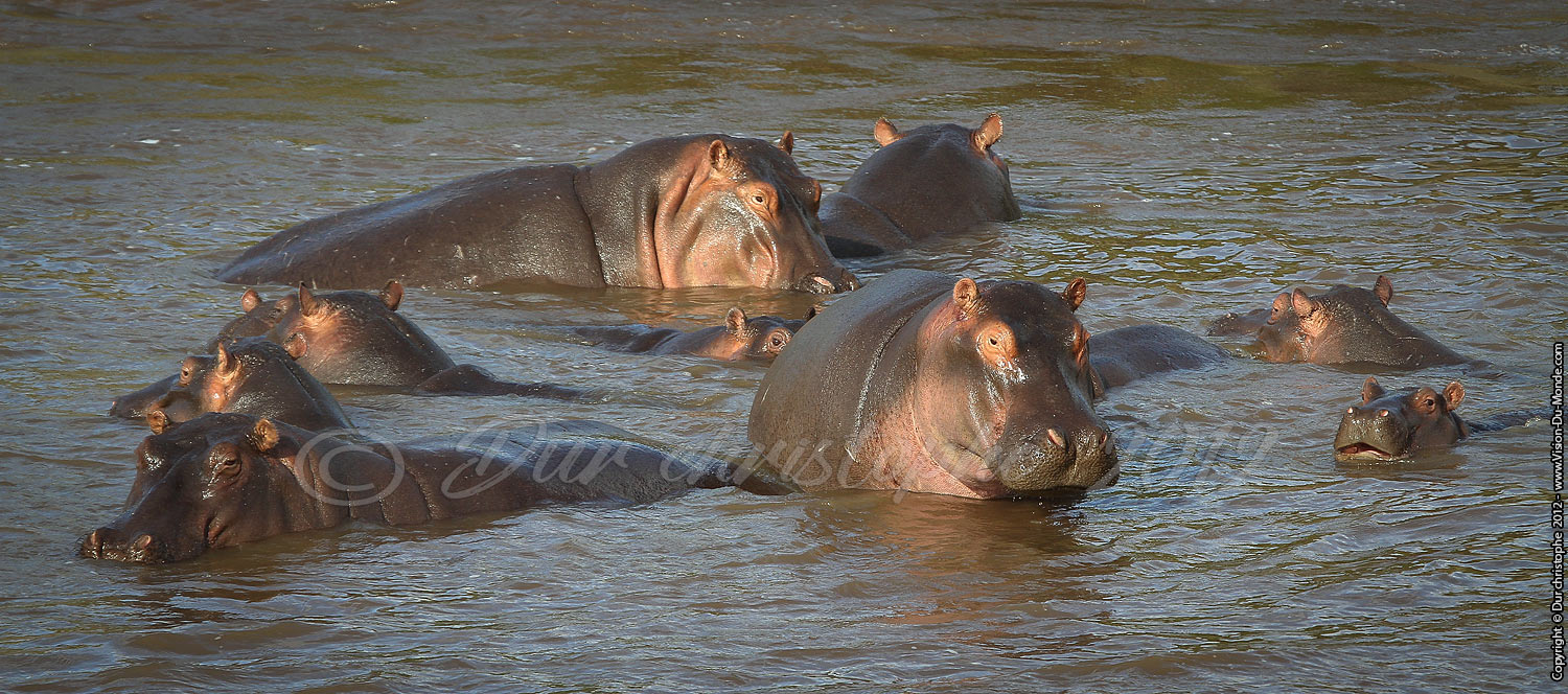 Hippopothame - Serengeti national park 2012