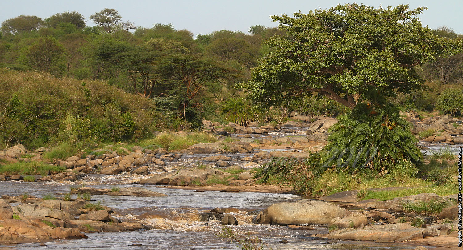 Rivière Mara - Serengeti national park 2012