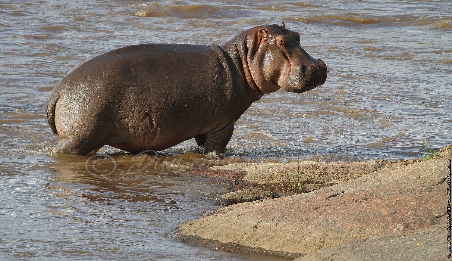 Hippopotame - Serengeti national park 2012