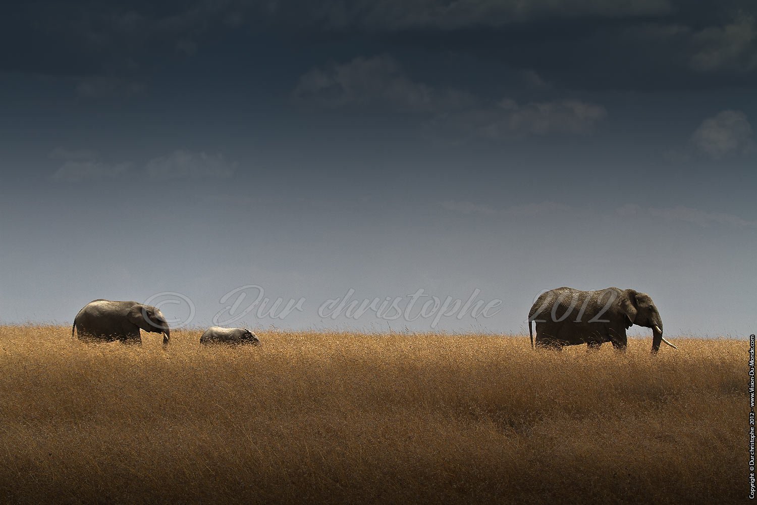 Eléphants - Serengeti national park 2012