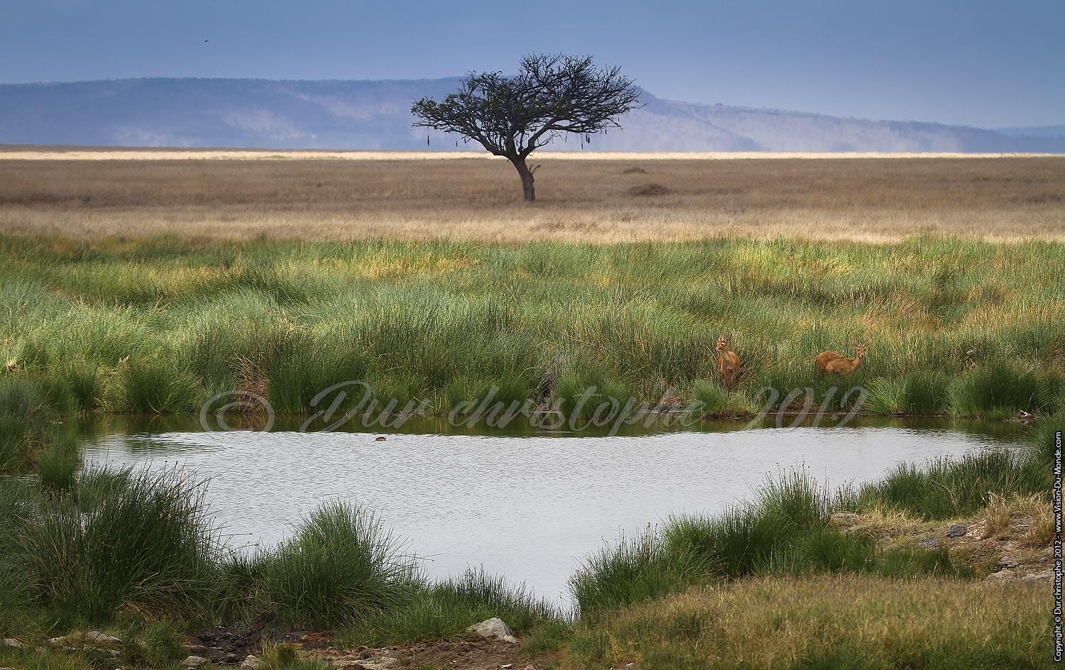 Le point d'eau - Serengeti national park 2012