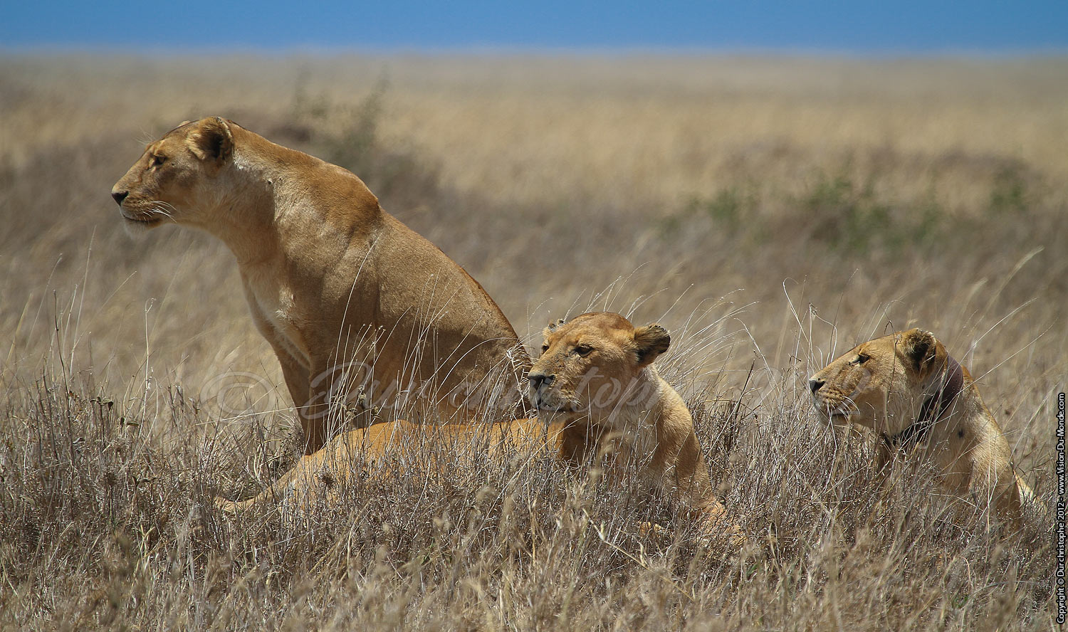 Les lionnes guettent - Serengeti national park 2012
