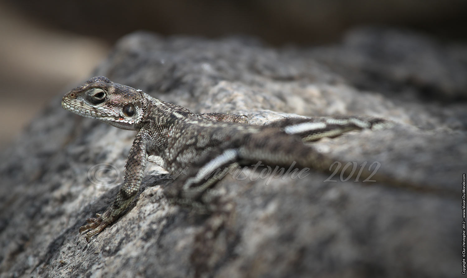 Lézard gris - Serengeti national park 2012