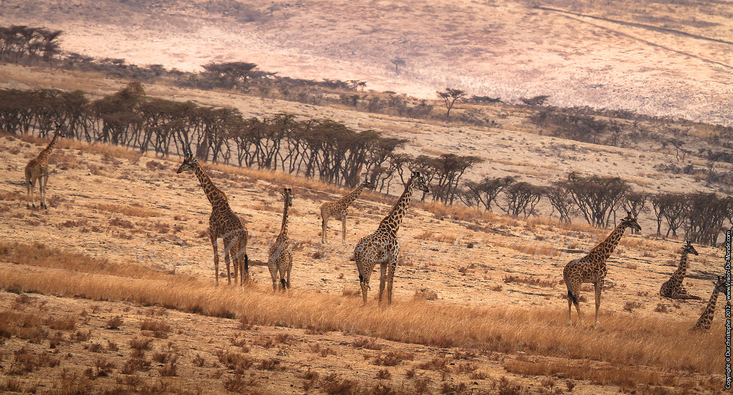 Troupeau de girafe - Ngorongoro 2012