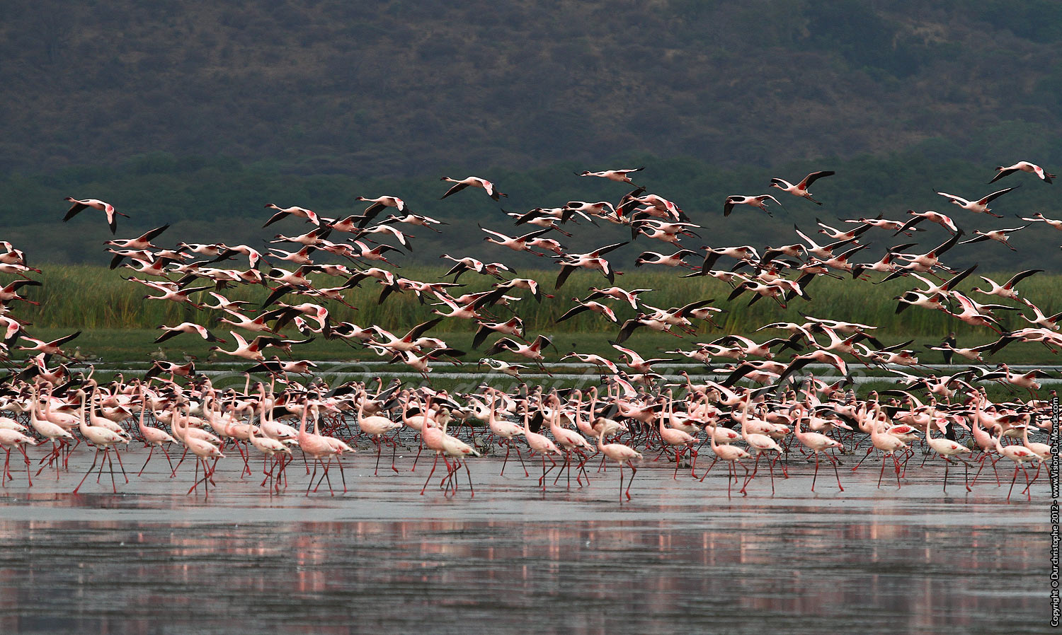 Flamants rose - Lac Manyara 2012