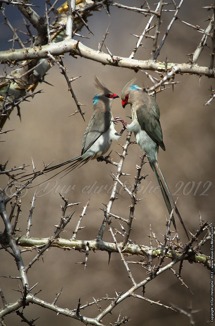 Coliou huppé - Lac Manyara 2012