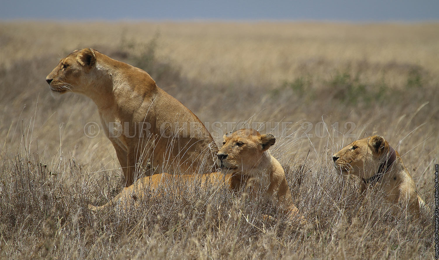 AFRIQUE