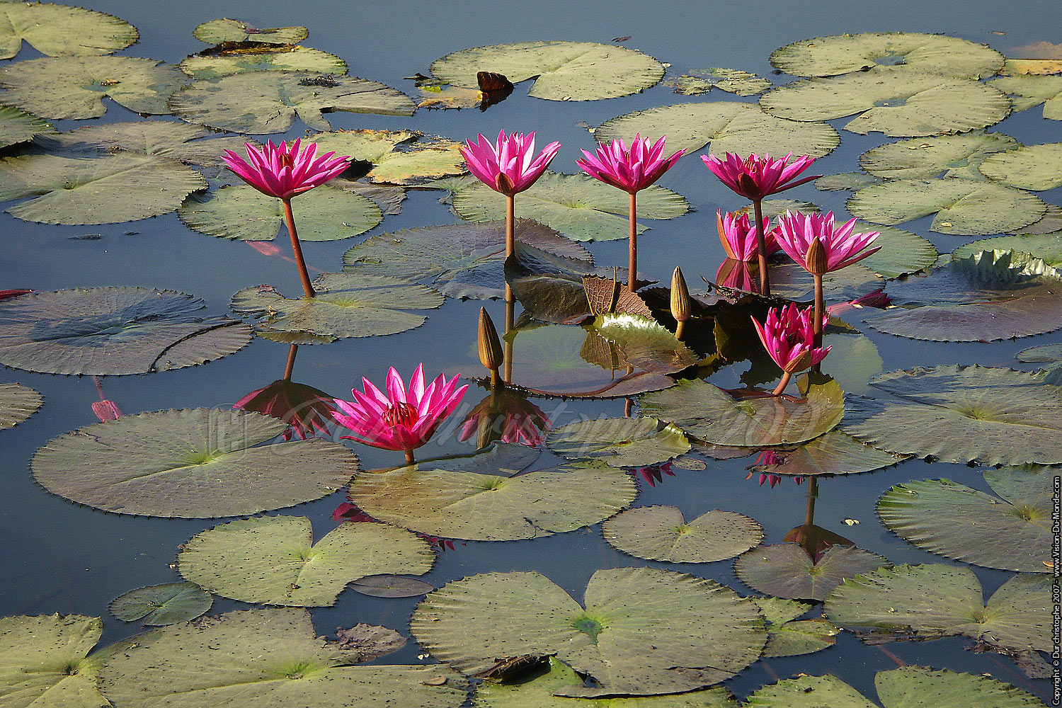 Lotus roses - Angkor vat  - Siem Reap - 2007