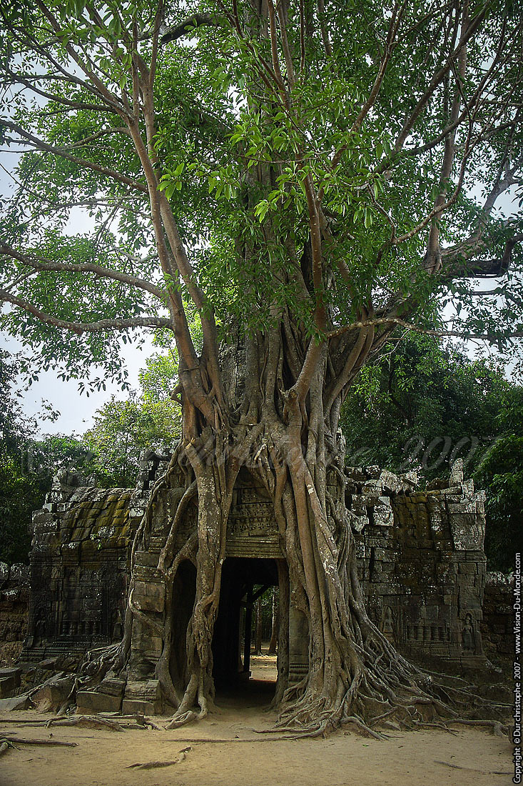 L'arbre imbriqué - Siem Reap - 2007