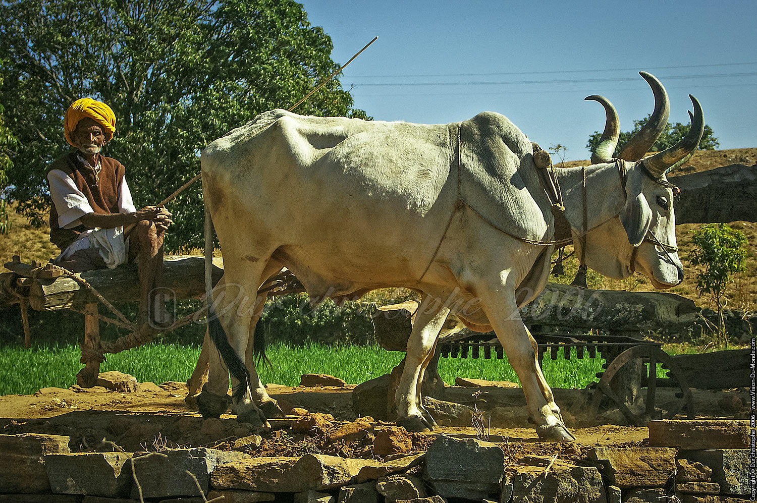 Paysan et ses bœufs faisant tourner une noria  - Route pour Ranakpur - 2006