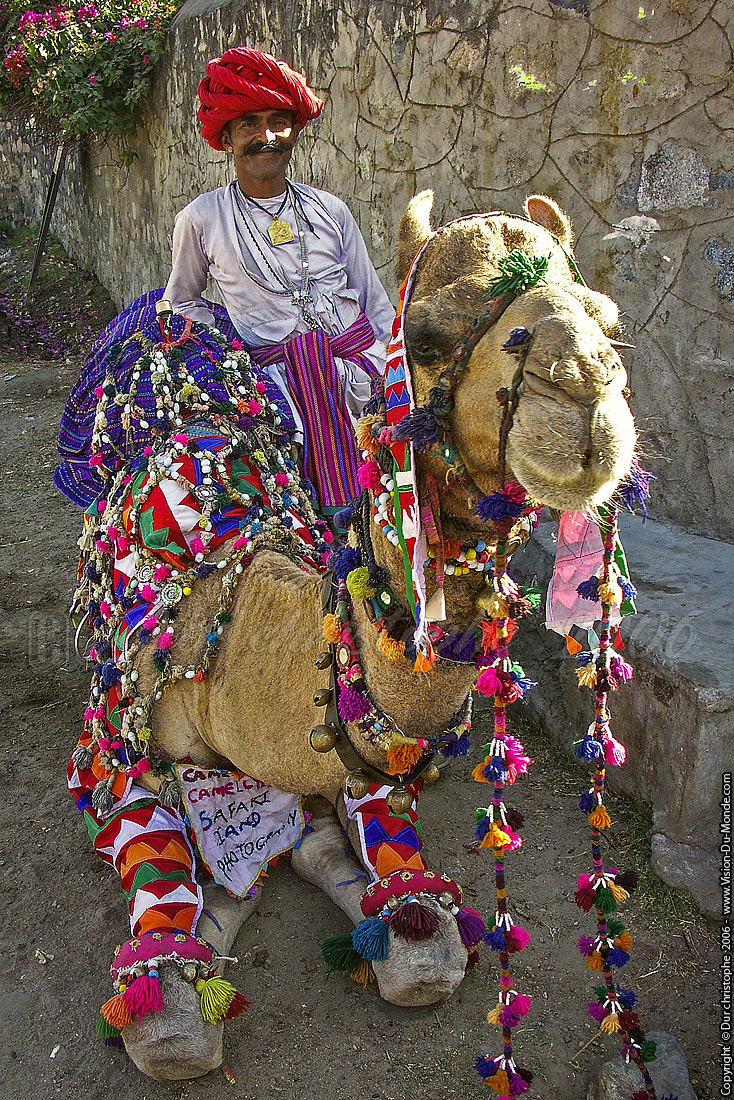 Un Dromadaire bien apprêté  - Ranakpur - 2006