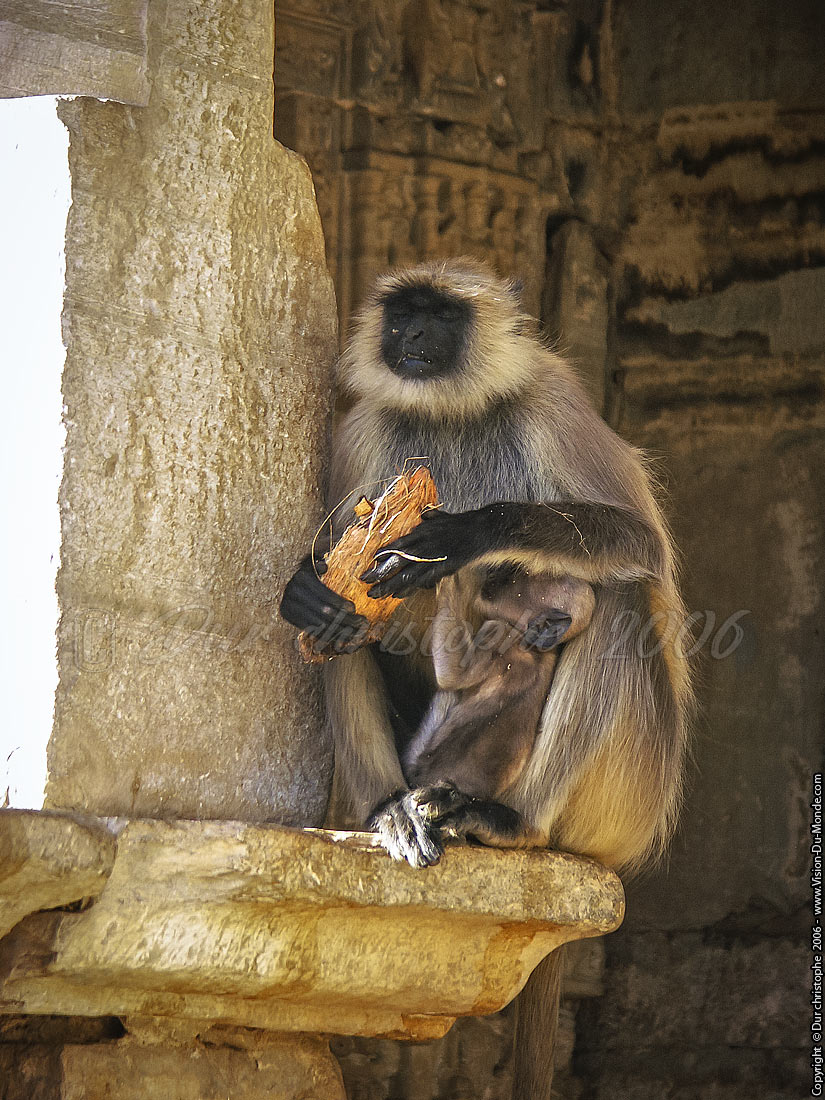 Le repos du singe - Chittorgarh - 2006