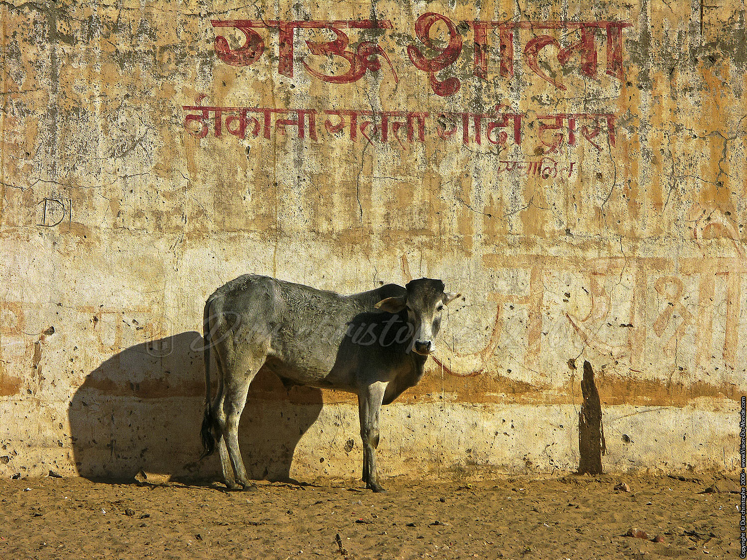 Vache indienne  - 2006