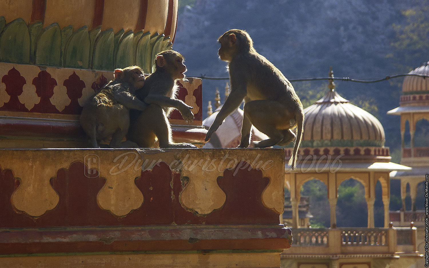 Macaques - 2006
