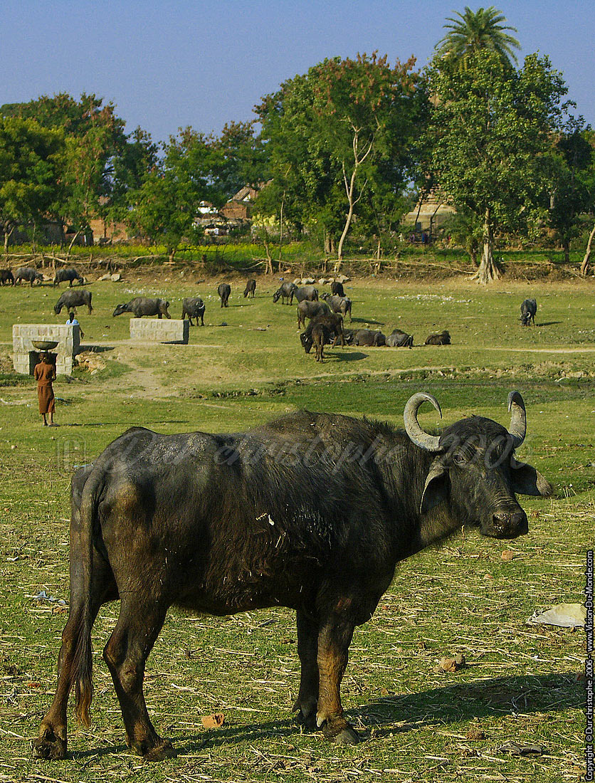 La buflonne  indienne - campagne - 2006