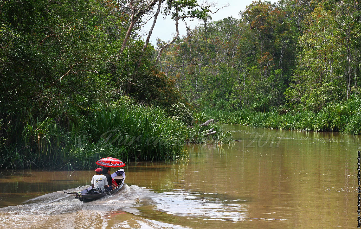 Jungle de Bornéo - Tanjung puting - KALIMANTAN 2011