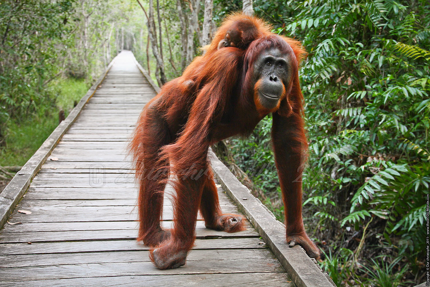 Jungle de Bornéo - Tanjung puting - KALIMANTAN 2011