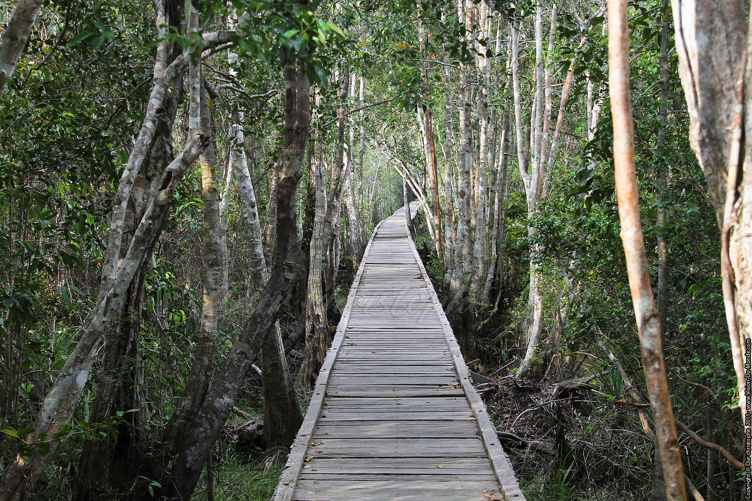 Jungle de Bornéo - Tanjung puting - KALIMANTAN 2011