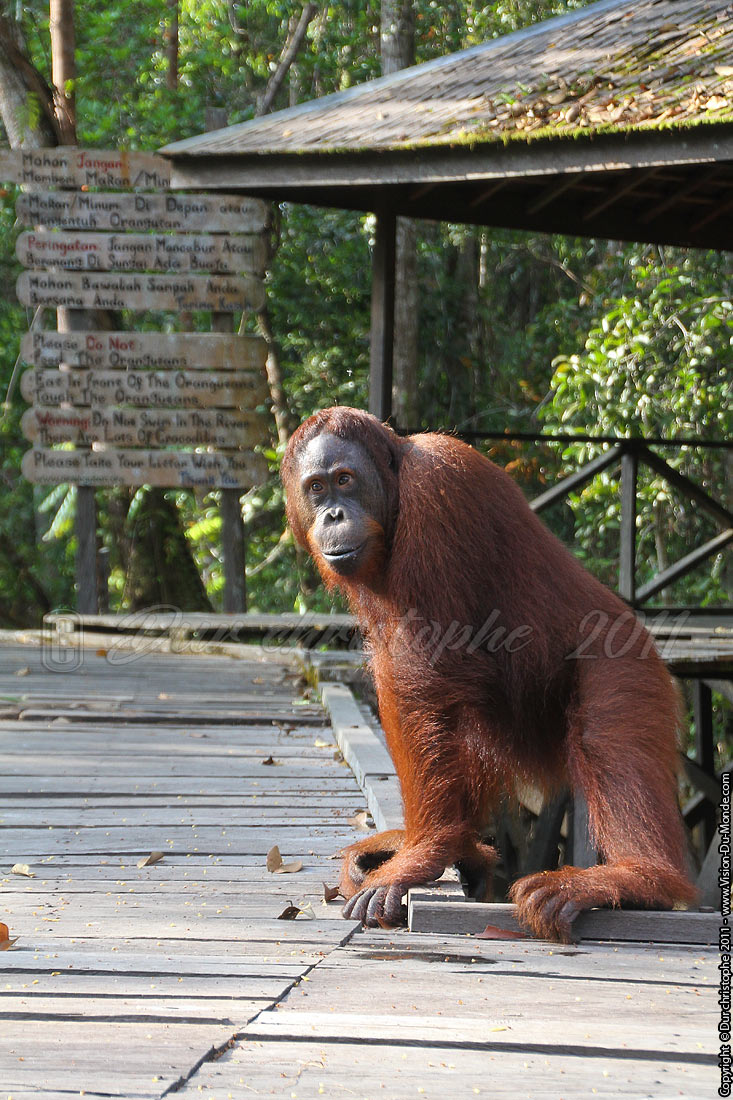 Orang outan - Jungle de Bornéo - Tanjung puting - KALIMANTAN 2011