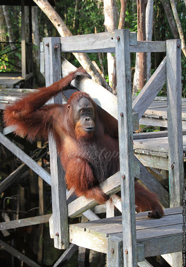 Orang outan - Jungle de Bornéo - Tanjung puting - KALIMANTAN 2011