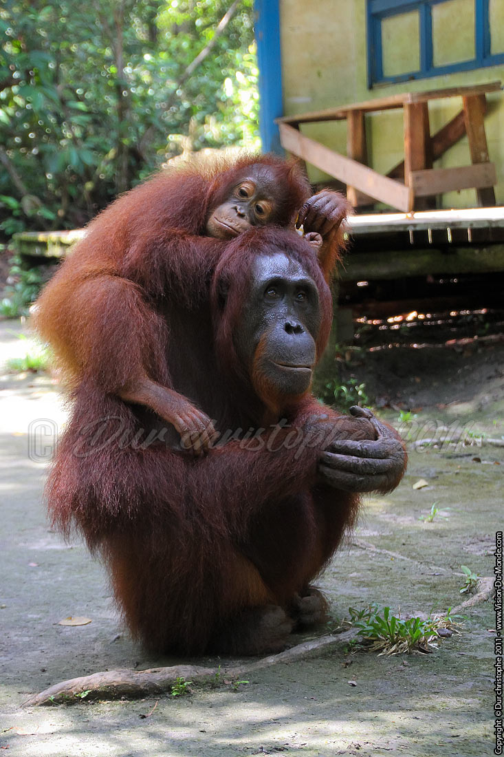 Orang outan - Jungle de Bornéo - Tanjung puting - KALIMANTAN 2011