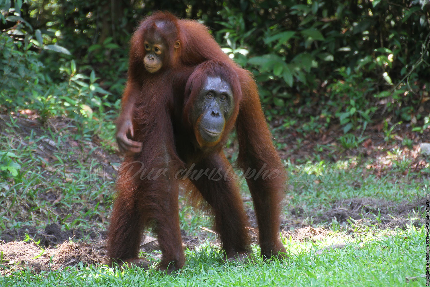 Orang outan - Jungle de Bornéo - Tanjung puting - KALIMANTAN 2011