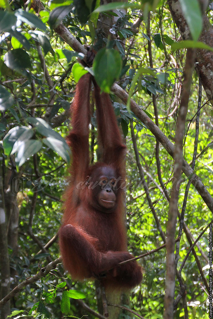 Orang outan - Jungle de Bornéo - Tanjung puting - KALIMANTAN 2011