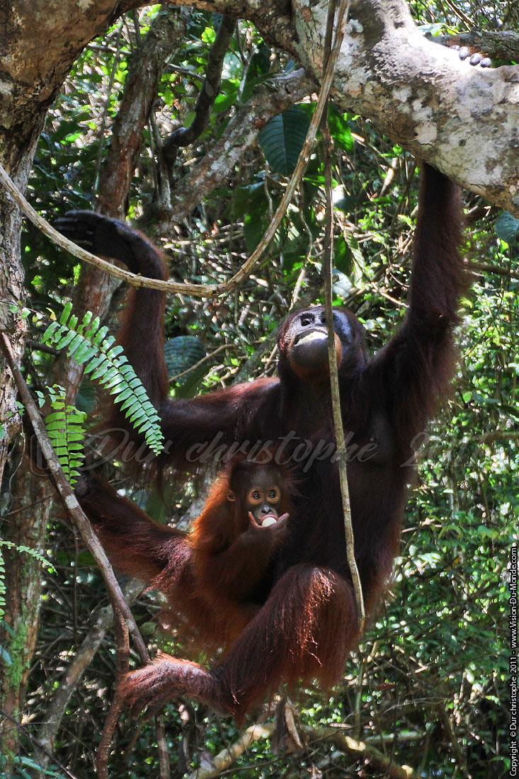 Orang outan - Jungle de Bornéo - Tanjung puting - KALIMANTAN 2011
