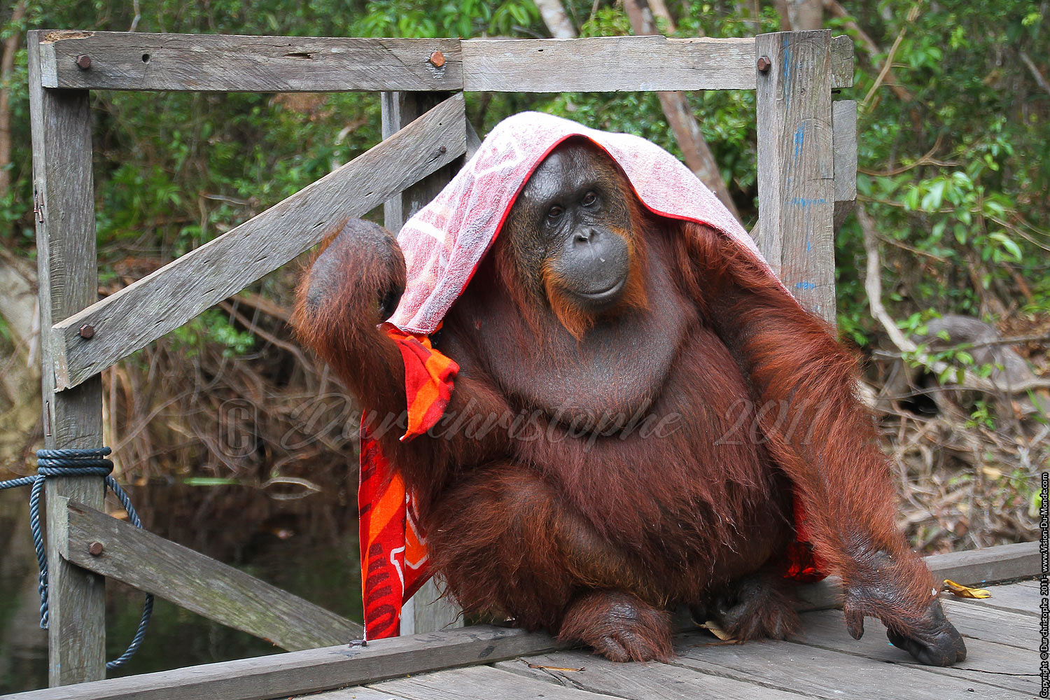 Orang outan - Jungle de Bornéo - Tanjung puting - KALIMANTAN 2011
