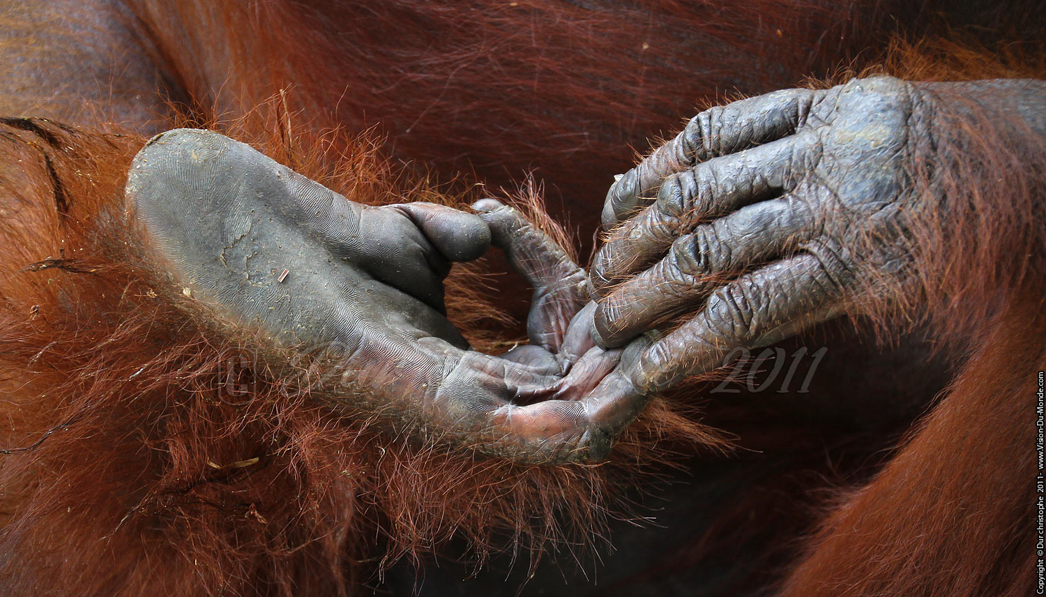 Orang outan - Jungle de Bornéo - Tanjung puting - KALIMANTAN 2011